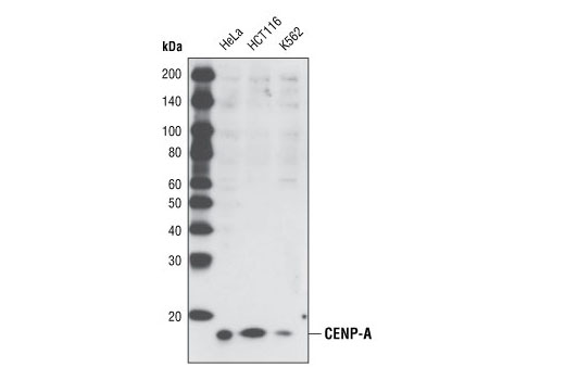 Western blot analysis of various whole cell lysates using CENP-A Antibody.