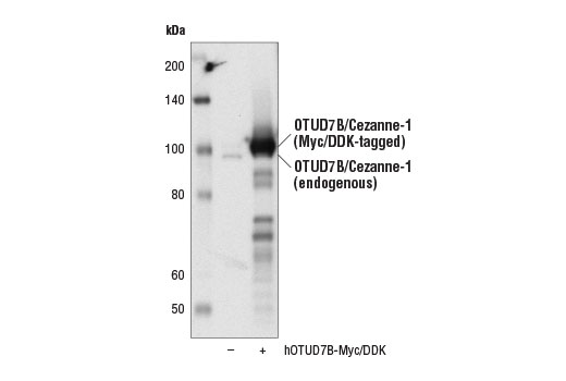 Western blot analysis of extracts from 293T cells, mock transfected (-) or transfected with a construct expressing Myc/DDK-tagged full-length human OTUD7B protein (hOTUD7B-Myc/DDK; +), using OTUD7B/Cezanne-1 Antibody.