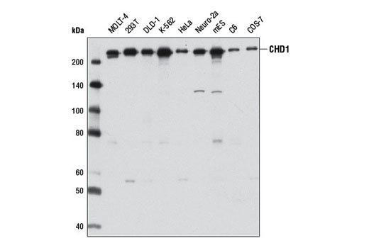 Western blot analysis of extracts from various cell lines using CHD1 (D8C2) Rabbit mAb.