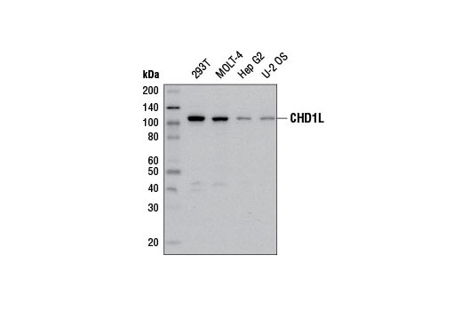Western blot analysis of extracts from various cell lines using CHD1L (E1I8C) Rabbit mAb.