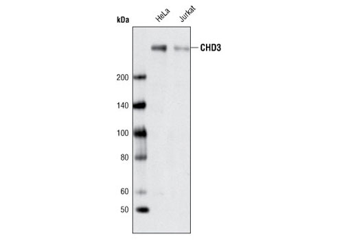 Western blot analysis of extracts from HeLa and Jurkat cells using CHD3 Antibody.