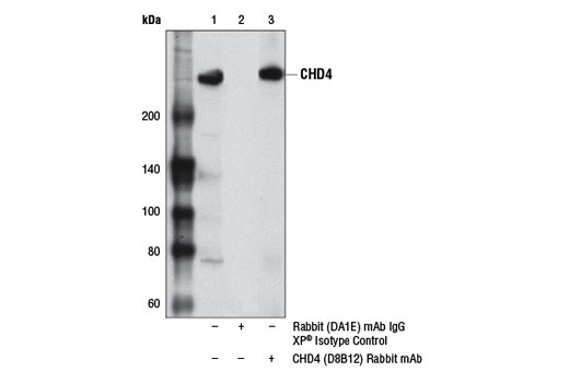 Immunoprecipitation of CHD4 from COS-7 cell extracts using Rabbit (DA1E) mAb IgG XP ® Isotype Control #3900 (lane 2) or CHD4 (D8B12) Rabbit mAb (lane 3). Lane 1 is 10% input. Western blot analysis was performed using CHD4 (D8B12) Rabbit mAb.