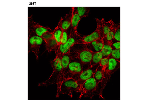 Confocal immunofluorescent analysis of 293T cells using CHD4 (D4B7) Rabbit mAb (green). Actin filaments were labeled with DY-554 phalloidin (red).