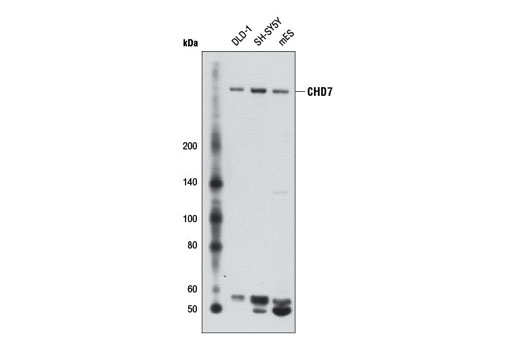 Western blot analysis of extracts from various cell lines using CHD7 (D3F5) Rabbit mAb.