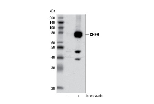 Western blot analysis of MDA-MB-231 cells untreated (-) or nocodazole-treated (+) using CHFR (D40H6) Rabbit mAb.