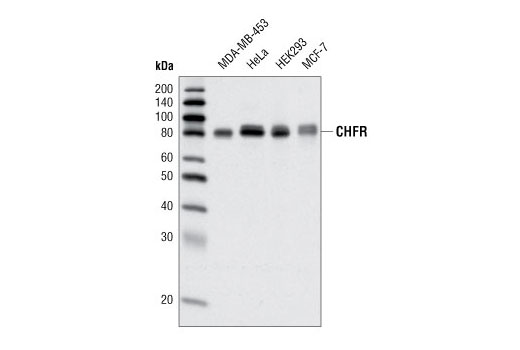 Western blot analysis of extracts from various cell lines using CHFR Antibody.