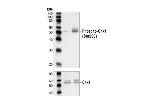 Western blot analysis of extracts from HT29 cells, untreated or UV-treated, using Phospho-Chk1 (Ser280) Antibody (upper) or Chk1 Antibody #2345 (lower).