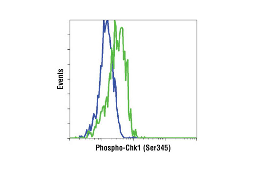 Flow cytometric analysis of HeLa cells, untreated (blue) and UV-treated (green), using Phospho-Chk1 (Ser345) (133D3) Rabbit mAb.