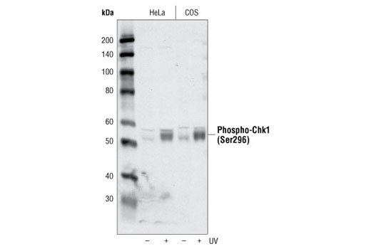 Western blot analysis of extracts from Hela and Cos cells, untreated or treated with 100 mJ/cm 2 UV light with 1 hour recovery, using Phospho-Chk1 (Ser296) Antibody.