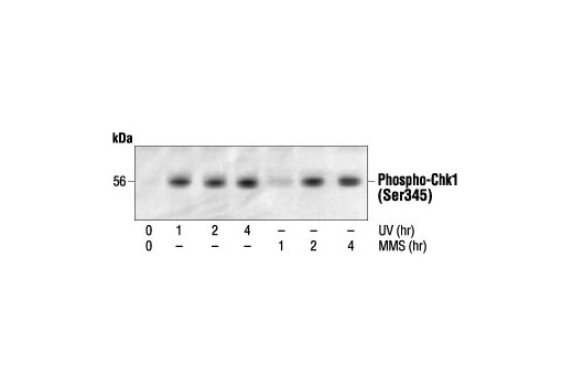 Western blot analysis of extracts from COS cells treated with UV or MMS for the indicated times using Phospho-Chk1 (Ser345) Antibody.