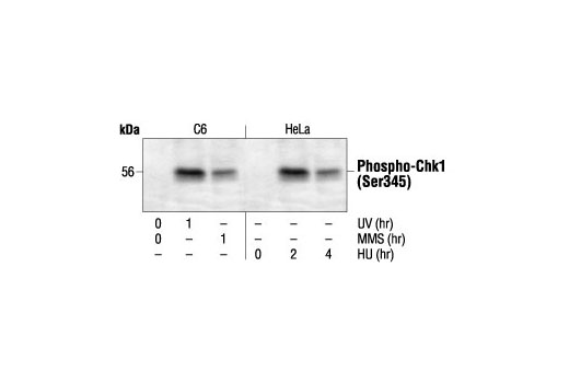Western blot analysis of extracts from C6 and HeLa cells treated with UV, MMS or HU as indicated using Phospho-Chk1 (Ser345) Antibody.