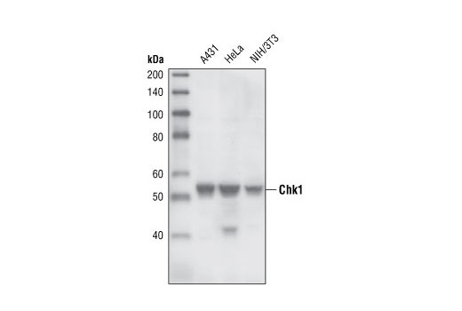 Western blot analysis of extracts from various cell lines using Chk1 (2G1D5) Mouse mAb.