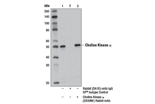 Immunoprecipitation of choline kinase from HCT 116 cell extracts using Rabbit (DA1E) mAb IgG XP ® Isotype Control #3900 (lane 2) or Choline Kinase α (D5X9W) Rabbit mAb (lane 3). Lane 1 is 10% input. Western blot was performed using Choline Kinase α (D5X9W) Rabbit mAb. A light chain specific secondary antibody was used.