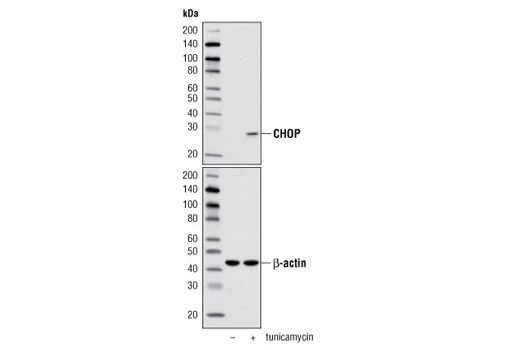 Western blot analysis of extracts from C2C12 cells, untreated or tunicamycin-treated (2 μg/ml, 8 hr), using CHOP (D46F1) Rabbit mAb (upper) or β-Actin Antibody #4967 (lower).