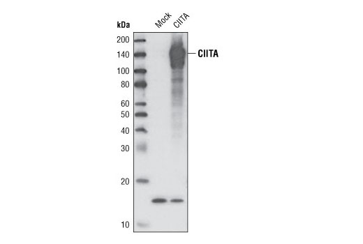Western blot analysis of extracts from COS cells, mock transfected or transfected with human CIITA, using CIITA Antibody.