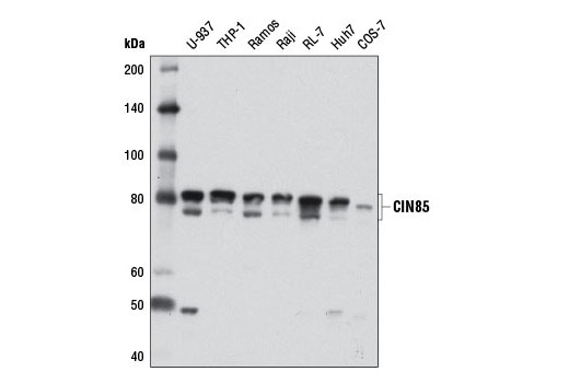 Western blot analysis of extracts from various cell lines using CIN85 (D1A4) Rabbit mAb.