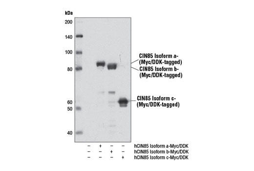 Western blot analysis of extracts from 293T cells, either mock transfected (-) or transfected with constructs expressing Myc/DDK-tagged full-length human CIN85 isoform a (hCIN85 Isoform a-Myc/DDK; +), CIN85 isoform b (hCIN85 Isoform b-Myc/DDK; +), and CIN85 isoform c (hCIN85 Isoform c-Myc/DDK; +), using CIN85 (D1A4) Rabbit mAb.