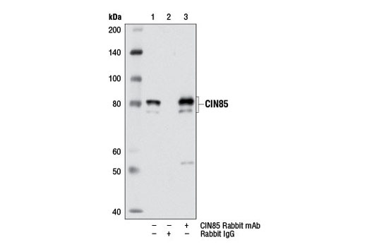 Immunoprecipitation of CIN85 from U-937 cell extracts using either Rabbit (DA1E) mAb IgG XP ® Isotype Control #3900 (lane 2) or CIN85 (D1A4) Rabbit mAb (lane 3). Lane 1 is 10% input. Western blot detection was performed using CIN85 (D1A4) Rabbit mAb.