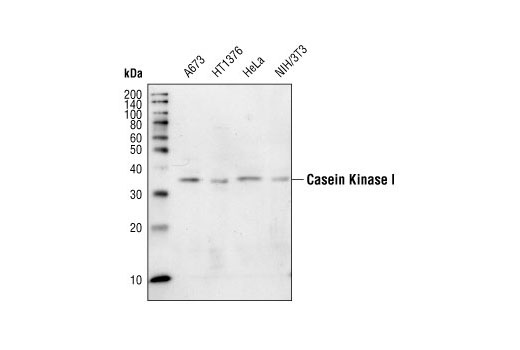 Western blot analysis of lysates from various cell lines using Casein Kinase I Antibody.