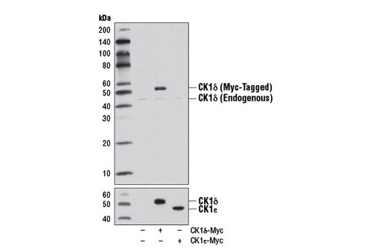 Western blot analysis of extracts from 293T cells, mock transfected (-) or transfected with a construct expressing Myc-tagged full-length human CK1δ (CK1δ-Myc; +) or Myc-tagged full-length human CK1ε (CK1ε-Myc; +), using CK1δ Antibody (upper) or Myc-Tag (71D10) Rabbit mAb #2278 (lower).