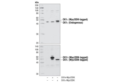 Western blot analysis of extracts from 293T cells, mock transfected (-) or transfected with constructs expressing Myc-tagged full-length human CK1δ (CK1δ-Myc/DDK; +) or Myc-tagged full-length human CK1ε (CK1ε-Myc/DDK; +), using CK1ε Antibody (upper) or Myc-Tag (71D10) Rabbit mAb #2278 (lower).