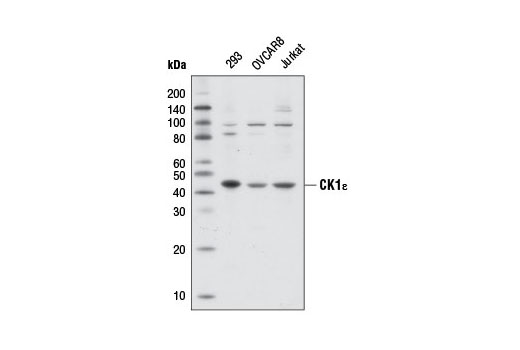 Western blot analysis of extracts from various cell lines using CK1ε Antibody.