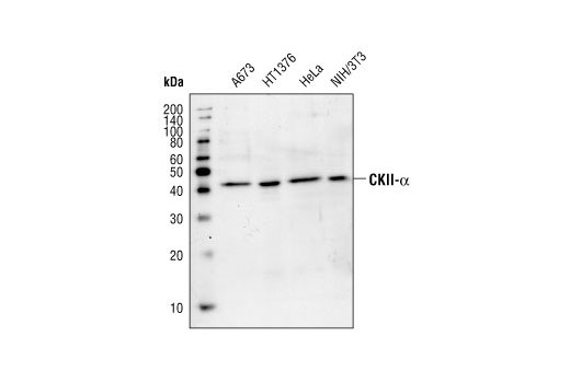 Western blot analysis of lysates from various cell lines using CK2α Antibody.