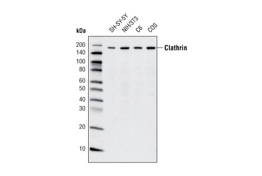 Western blot analysis of extracts from various cell lines using Clathrin Heavy Chain (D3C6) XP ® Rabbit mAb.
