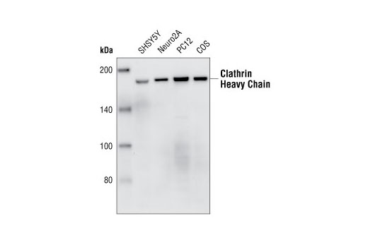Western blot analysis of extracts from SHSY5Y, Neuro2A, PC12 and COS cells, using Clathrin Heavy Chain (P1663) Antibody.