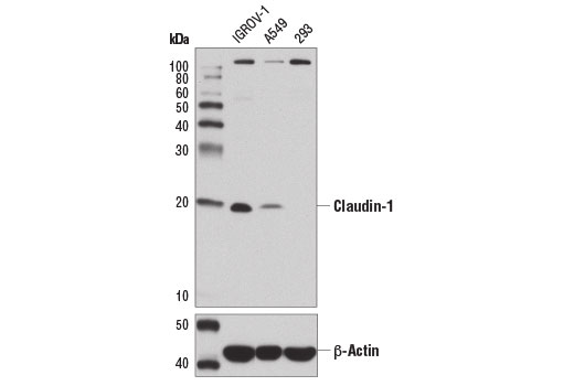 Western blot analysis of extracts from IGROV-1, A549, and 293 cells using Claudin-1 (D3H7C) Rabbit mAb (upper) and β-Actin (D6A8) Rabbit mAb #8457 (lower).