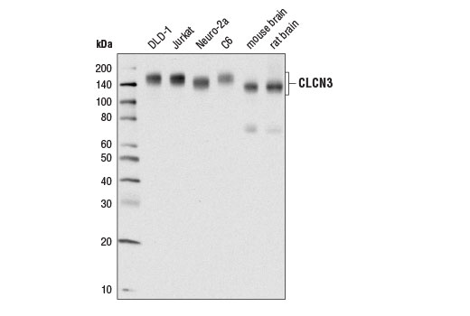 Western blot analysis of extracts from various cell lines and tissues using CLCN3 (D8Y5Q) Rabbit mAb.