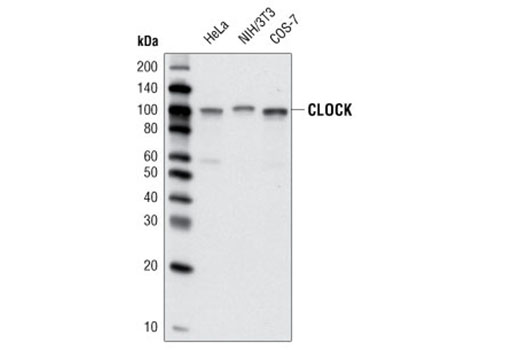 Western blot analysis of extracts from various cell lines using CLOCK (D45B10) Rabbit mAb.