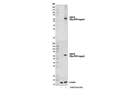 Western blot analysis of extracts from 293 cells, mock transfected (-) or transfected with a construct expressing Myc/DDK-tagged full-length human CNOT6 (hCNOT6-Myc/DDK; +), using CNOT6 (E1L8F) Rabbit mAb (upper), DYKDDDDK Tag (9A3) Mouse mAb #8146 (middle), or β-Actin (D6A8) Rabbit mAb #8457 (lower).