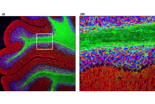Confocal immunofluorescent analysis of rat cerebellum using CNPase (D83E10) XP ® Rabbit mAb (green) and α/β-Synuclein (Syn205) Mouse mAb #2644 (red). Blue pseudocolor = DRAQ5 ® #4084 (fluorescent DNA dye).