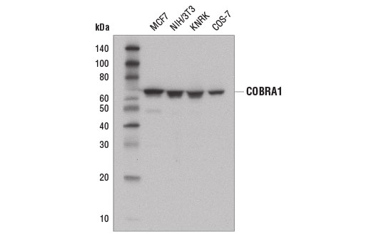 Western blot analysis of extracts from various cell lines using COBRA1 (D6K9A) Rabbit mAb.