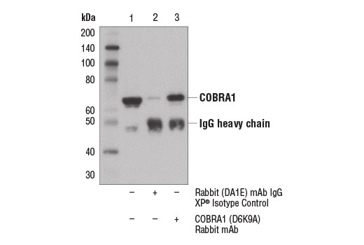 Immunoprecipitation of COBRA1 from MCF7 cell extracts using Rabbit (DA1E) mAb IgG XP ® Isotype Control #3900 (lane 2) or COBRA1 (D6K9A) Rabbit mAb (lane 3). Lane 1 is 10% input. Western blot analysis was performed using COBRA1 (D6K9A) Rabbit mAb.
