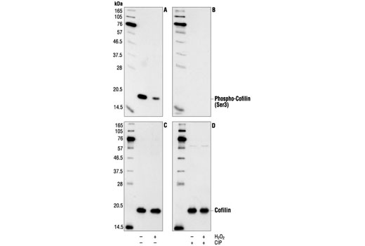 Western blot analysis of extracts from HeLa cells, untreated or H2O2-treated, using Phospho-Cofilin (Ser3) Antibody (A and B) or Cofilin Antibody #3312 (C and D). Membranes (B and D) were treated with alkaline phosphatase (CIP) to demonstrate the phospho-specificity the antibody.
