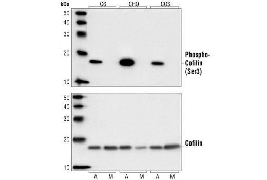 Western blot analysis of extracts from asynchronous or mitotic C6, CHO and COS cells, using Phospho-Cofilin (Ser3) Antibody (upper) or Cofilin Antibody #3312 (lower).