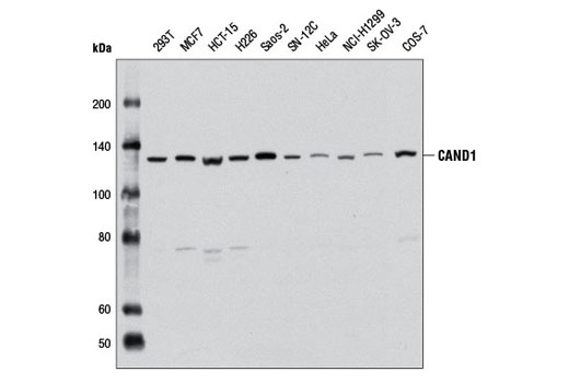 Western blot analysis of extracts from various cell lines using CAND1 Antibody.