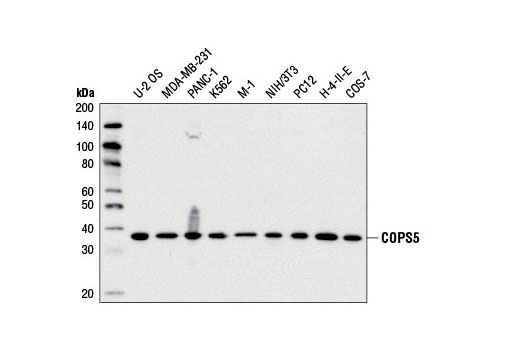 Western blot analysis of extracts from various cell lines using COPS5 Antibody.