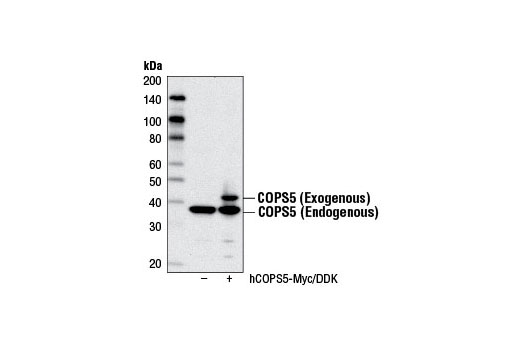 Western blot analysis of extracts from 293T cells, either mock-transfected (-) or transfected with a Myc/DDK-tagged human COPS5 cDNA expression construct (+), using COPS5 Antibody.