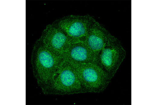 Confocal immunofluorescent analysis of U-2 OS cells using COPS5 Antibody (green). Blue pseudocolor = DRAQ5 ® #4084 (fluorescent DNA dye).