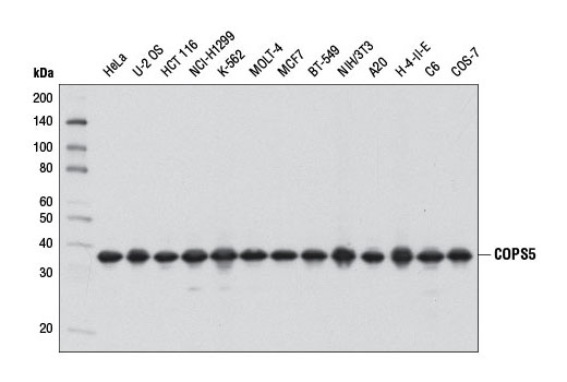 Western blot analysis of extracts from various cell lines using COPS5 (D15G6) Rabbit mAb.