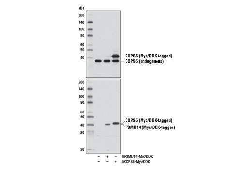 Western blot analysis of extracts from 293T cells, either mock transfected (-) or transfected with constructs expressing Myc/DDK-tagged full-length human PSMD14 (hPSMD14-Myc/DDK; +) and Myc/DDK-tagged full-length human COPS5 (hCOPS5-Myc/DDK; +), using COPS5 (D15G6) Rabbit mAb (upper) or DYKDDDDK Tag Antibody #2368 (lower).