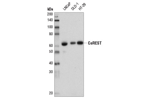 Western blot analysis of extracts from LNCaP, DLD-1, and HT-29 cells using CoREST (D6I2U) Rabbit mAb.