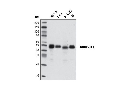 Western blot analysis of extracts from various cell lines using COUP-TFI (D4H2) Rabbit mAb.