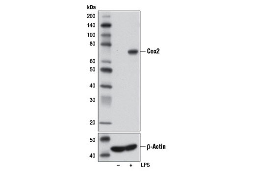Western blot analysis of extracts from Raw 264.7 cells, untreated (-) or LPS-treated (1 μg/ml, 24 hr; +), using Cox2 (D5H5) XP ® Rabbit mAb or β-Actin (D6A8) Rabbit mAb #8457.