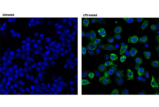 Confocal immunofluorescent analysis of Raw 264.7 cells, untreated (left; -) or LPS-treated (right; 1ug/ml, 24 hrs; +), using Cox2 (D5H5) XP ® Rabbit mAb (green). Blue pseudocolor = DRAQ5 ® #4084 (fluorescent DNA dye).