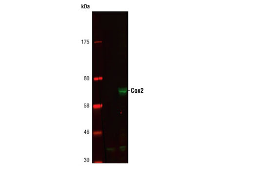 Western blot of extracts from Raw264.7 cells, untreated or LPS-treated (1 µg/ml for 6 h), using Cox2 Antibody.