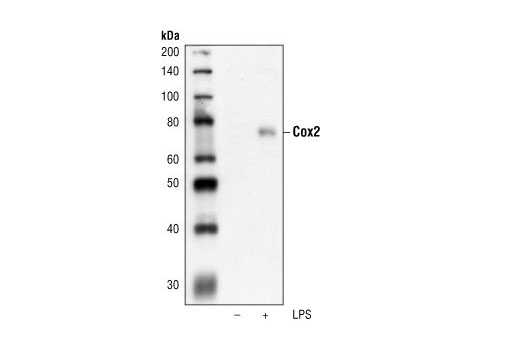 Western blot analysis of extracts from Raw264.7 cells, untreated or LPS-treated (1 μg/ml for 6 h), using Cox2 Antibody.